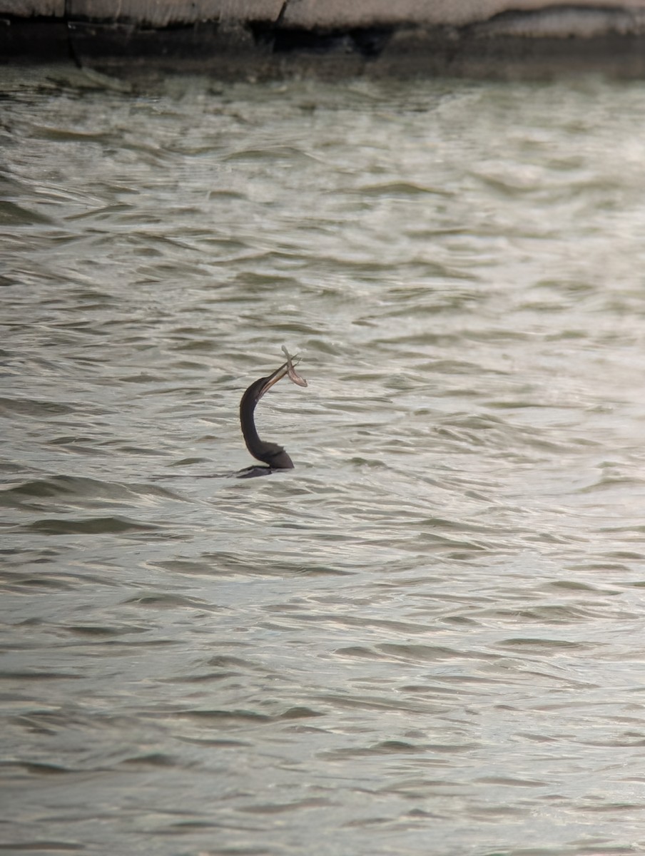 Anhinga - ML643209006