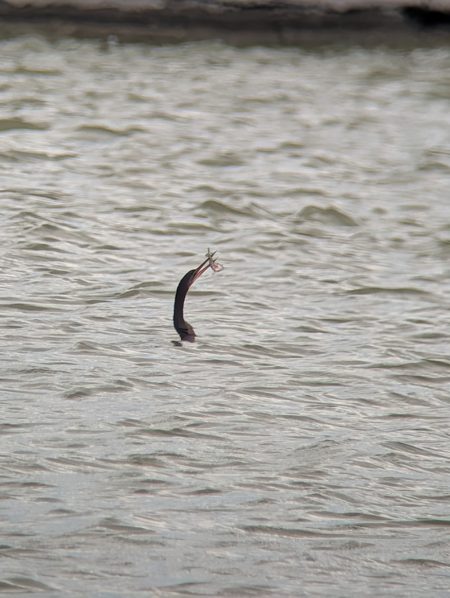 Anhinga - ML643209007