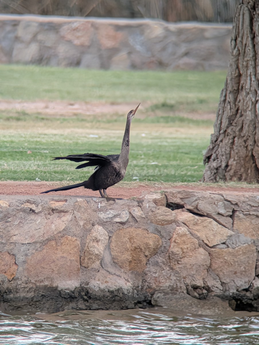 Anhinga - ML643209008