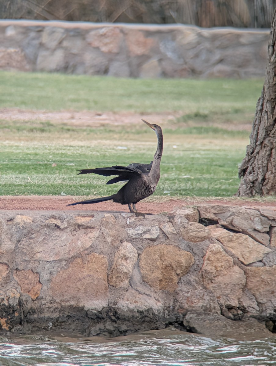 Anhinga - ML643209009