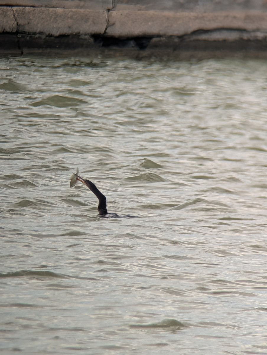 Anhinga - ML643209010