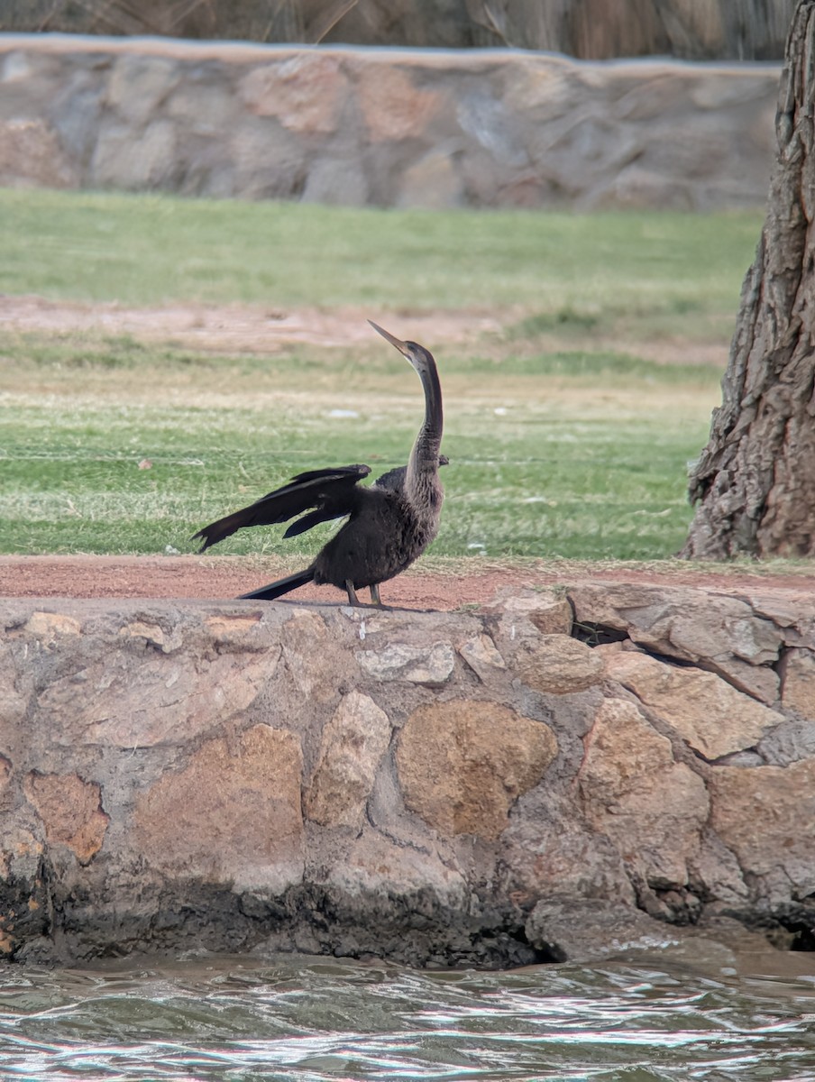 Anhinga - ML643209011