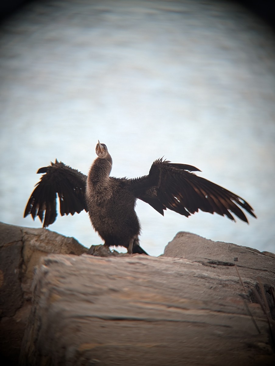 Anhinga - ML643209012