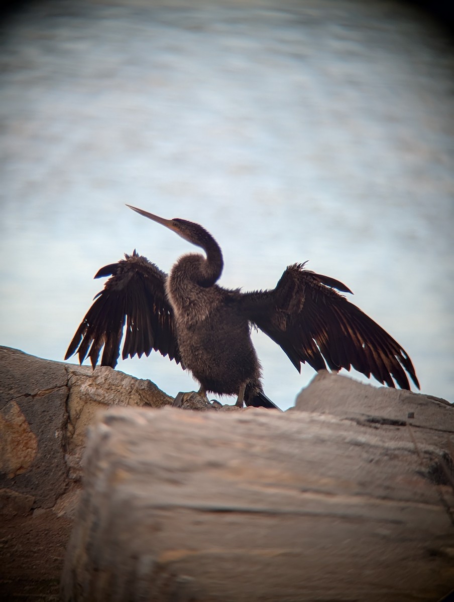 Anhinga - ML643209013