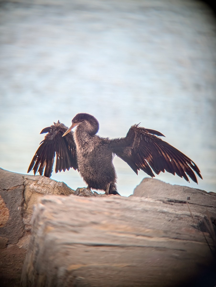 Anhinga - ML643209014