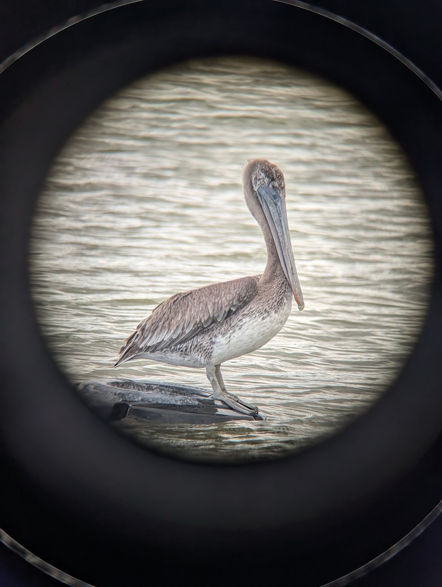 Brown Pelican - ML643209023