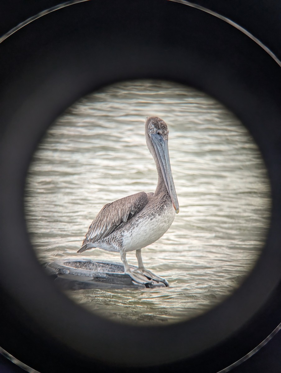 Brown Pelican - ML643209024