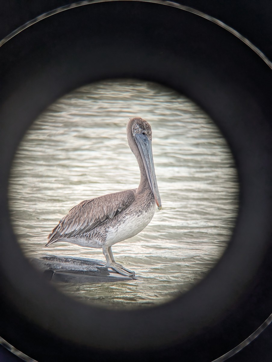 Brown Pelican - ML643209025