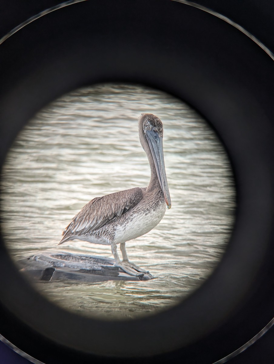 Brown Pelican - ML643209026