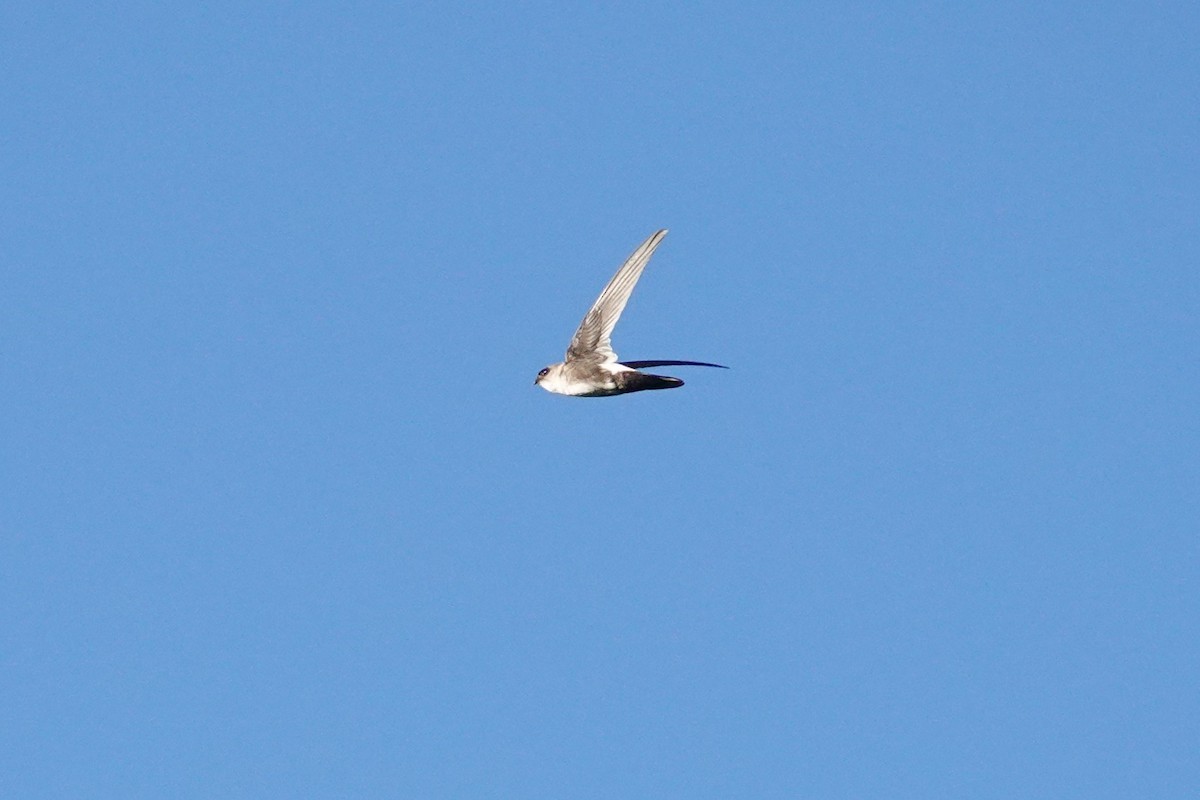 Antillean Palm Swift - ML643209027