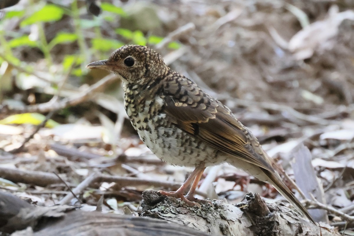 Bassian Thrush - ML643209035