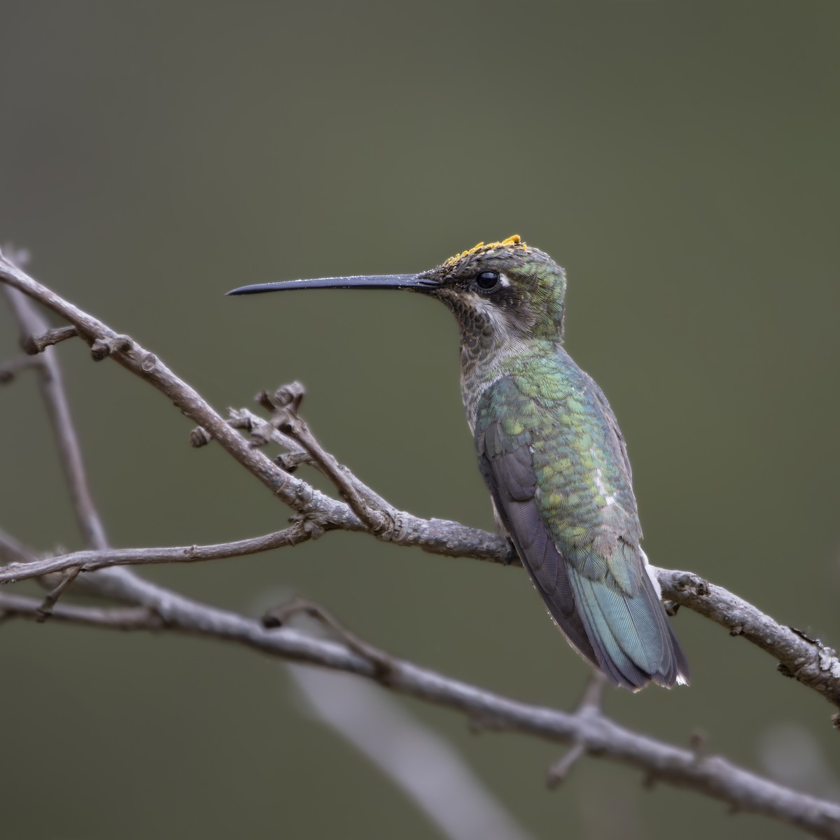 Stripe-breasted Starthroat - ML643209043