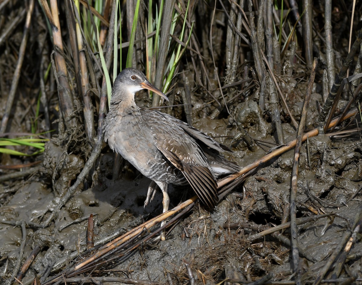 Clapper Rail (Atlantic Coast) - ML643209065