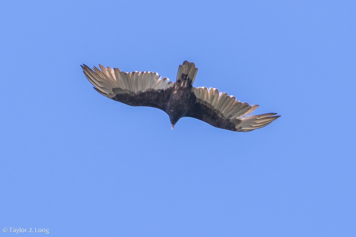 Aura Gallipavo - ML643209066