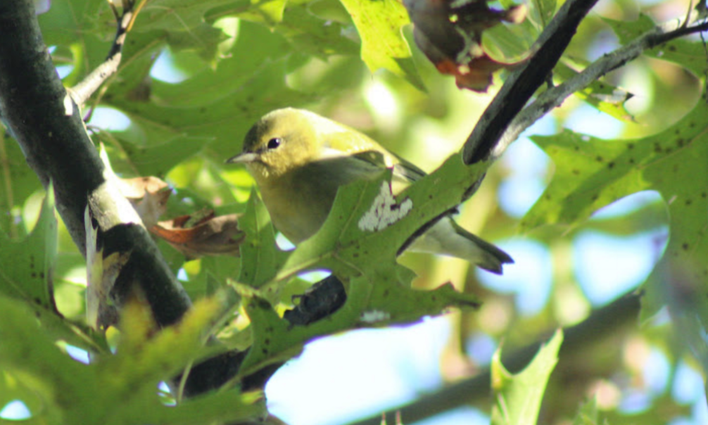 Tennessee Warbler - ML643209068