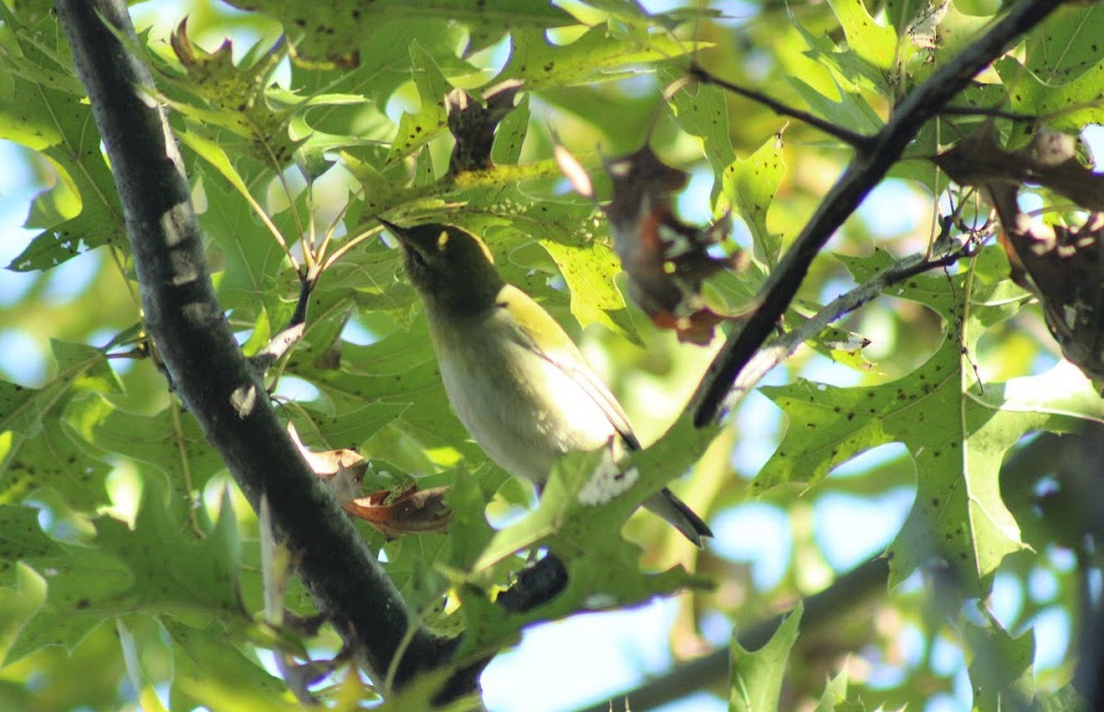 Tennessee Warbler - ML643209069