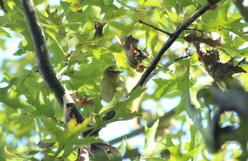 Tennessee Warbler - ML643209070