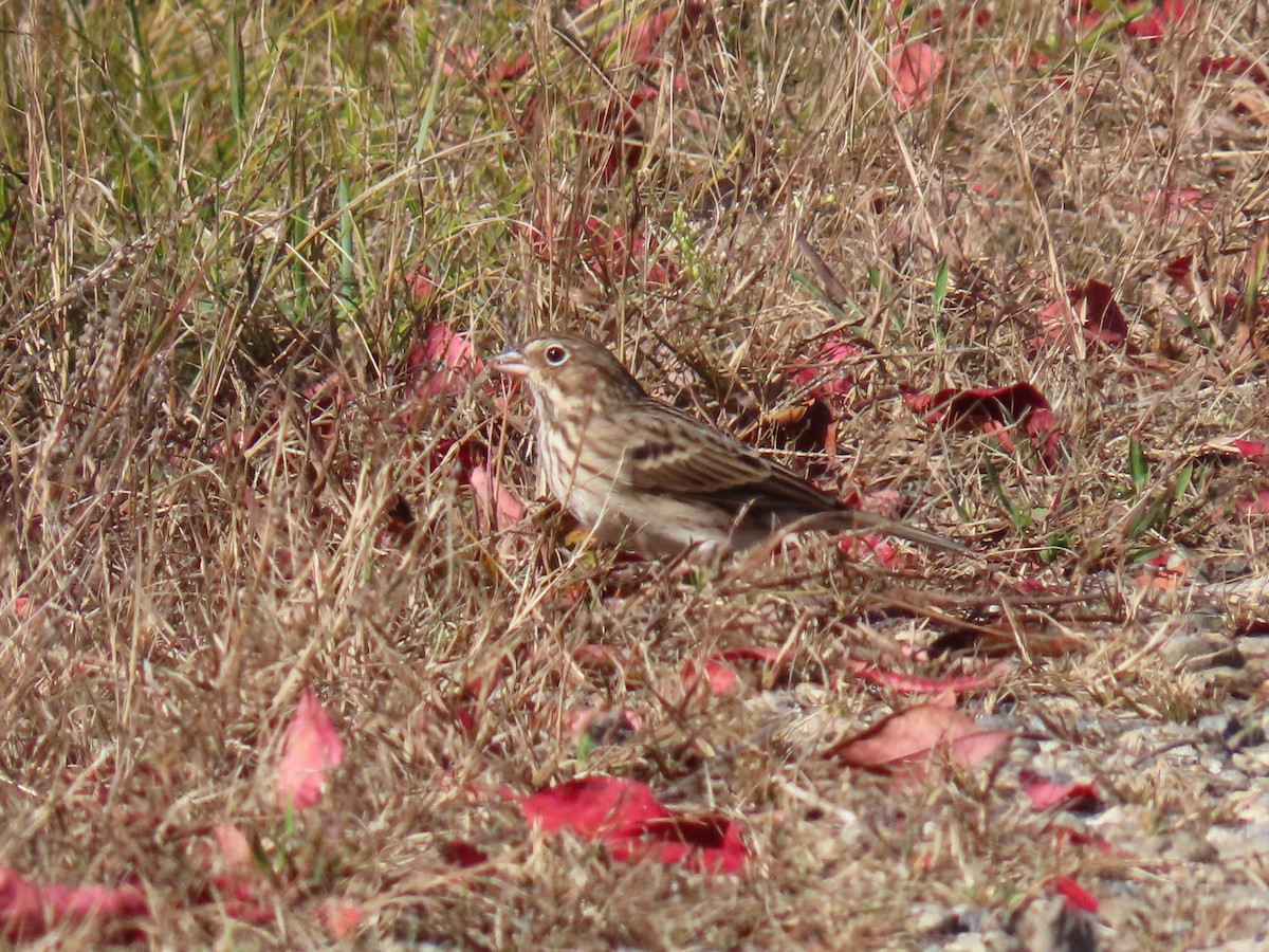 Vesper Sparrow - ML643209088
