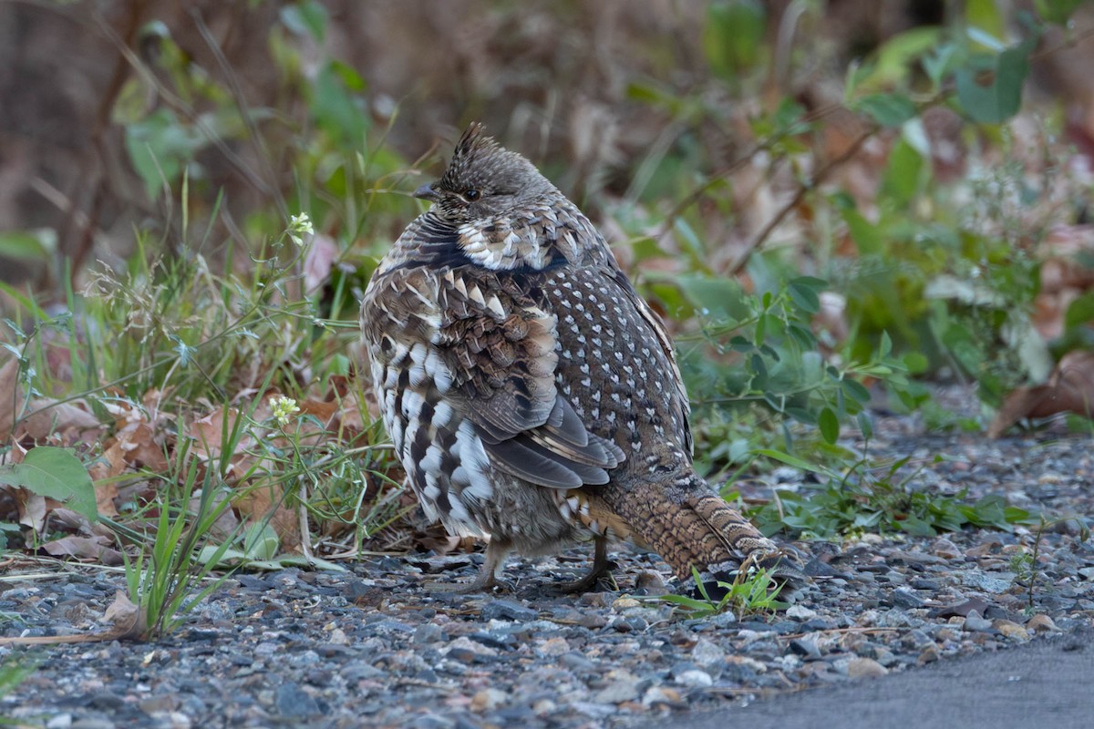 Ruffed Grouse - t palgut