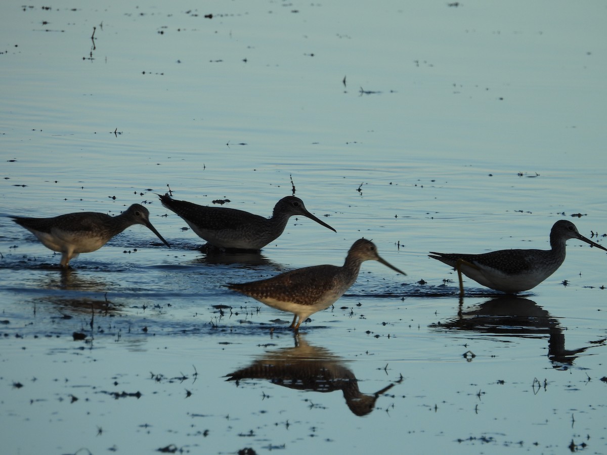 Greater Yellowlegs - ML643209101