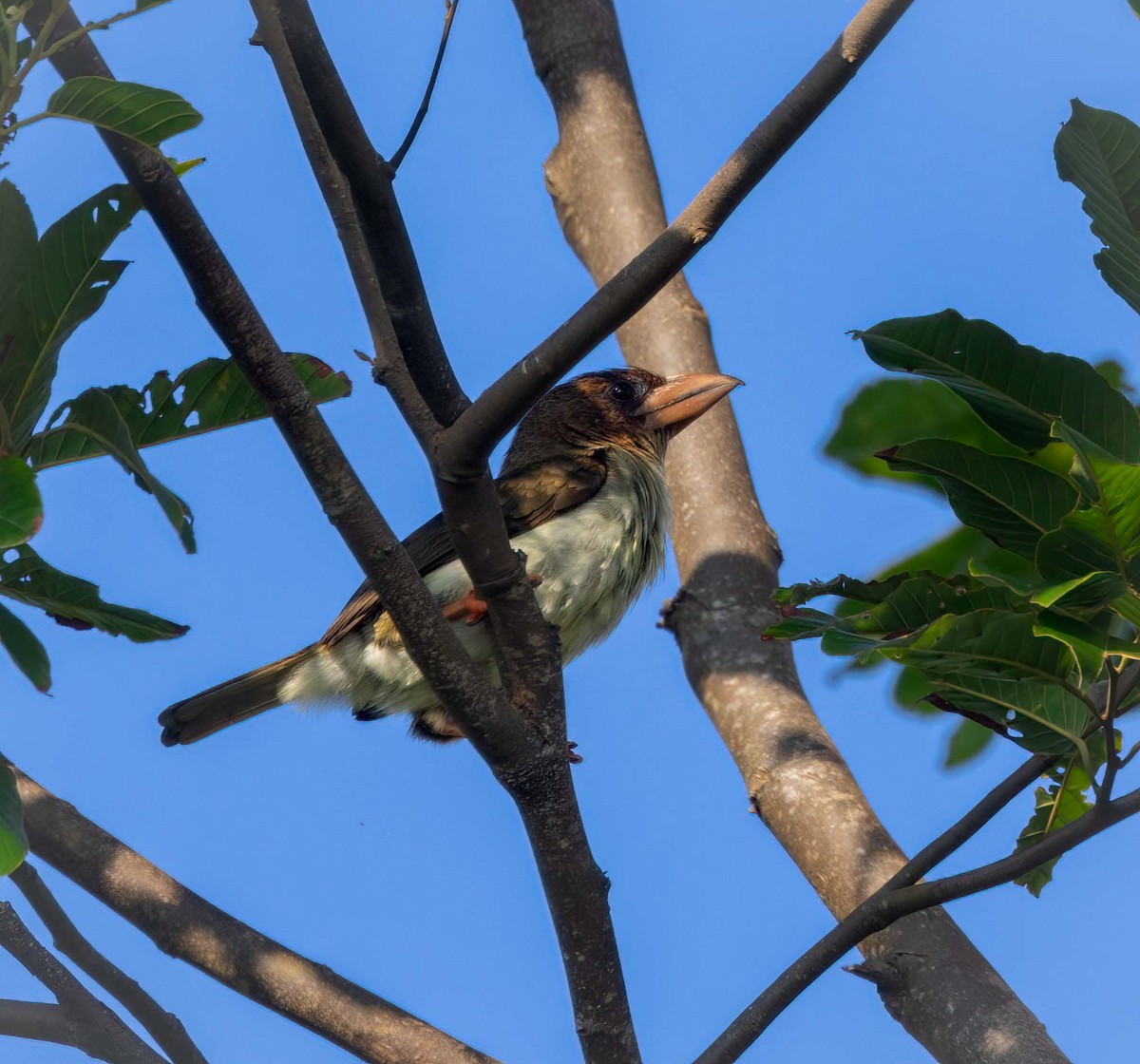Sooty Barbet - ML643209113