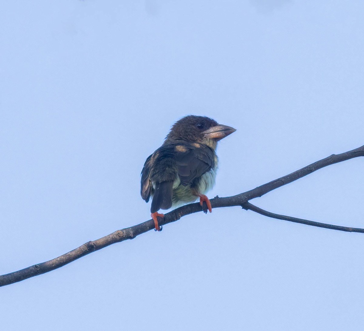Sooty Barbet - ML643209118