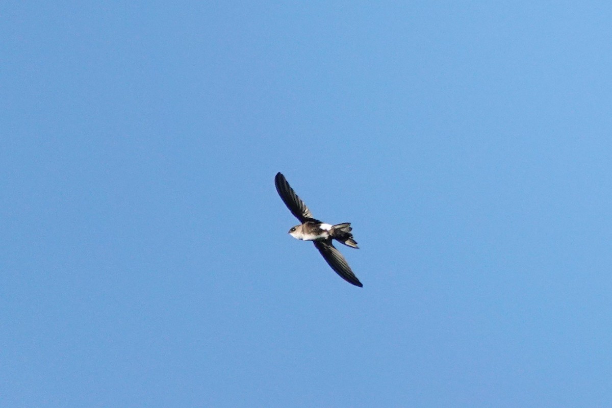 Antillean Palm Swift - ML643209134