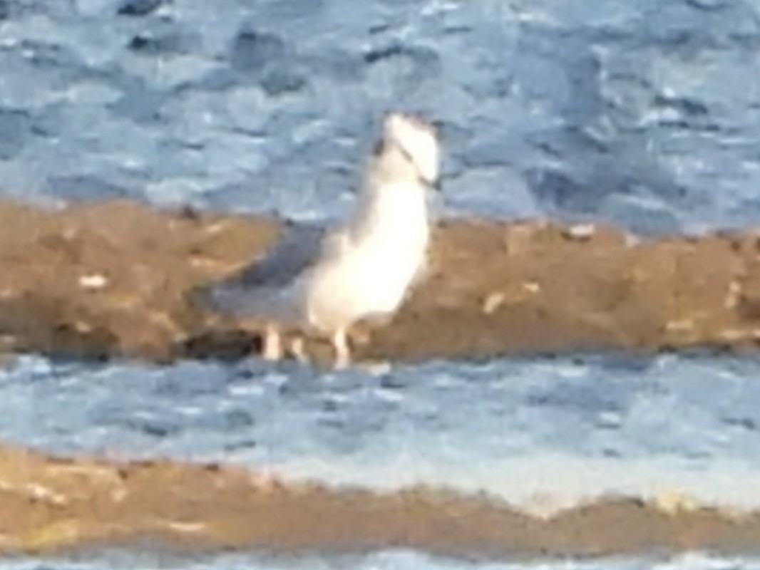 Bonaparte's Gull - ML643209135