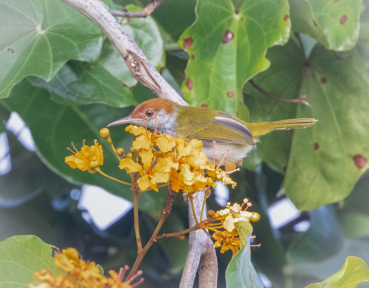 Dark-necked Tailorbird - ML643209141