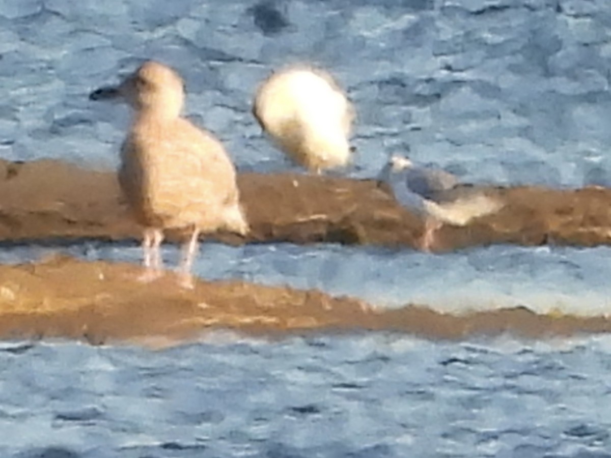 American Herring Gull - ML643209146