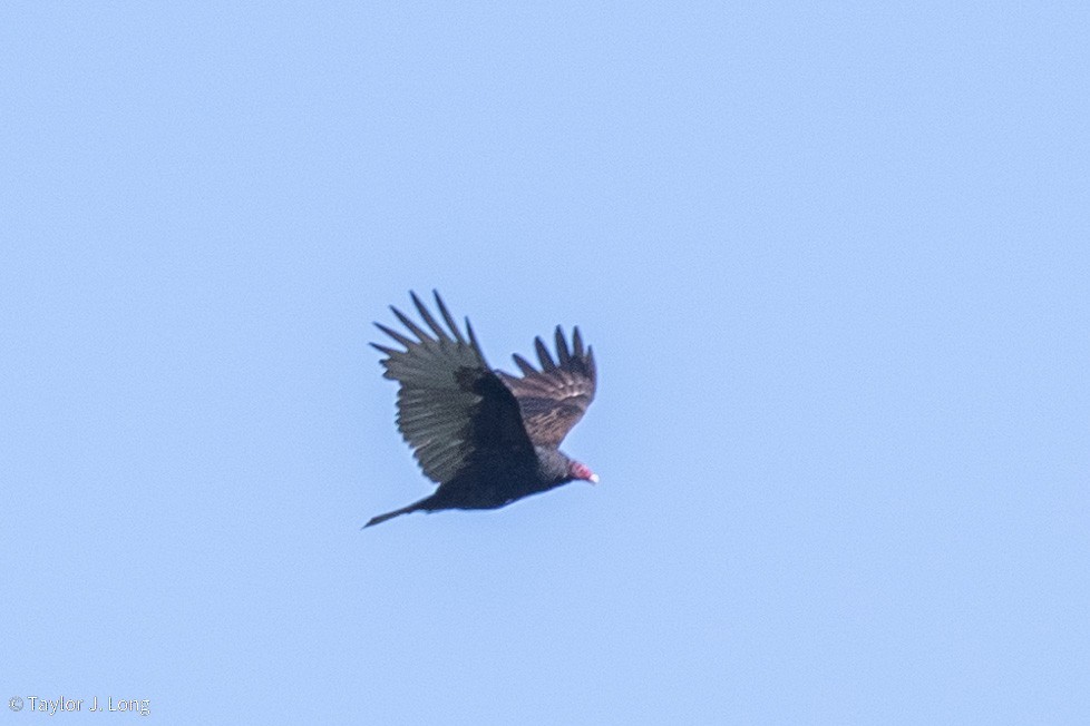 Aura Gallipavo - ML643209154