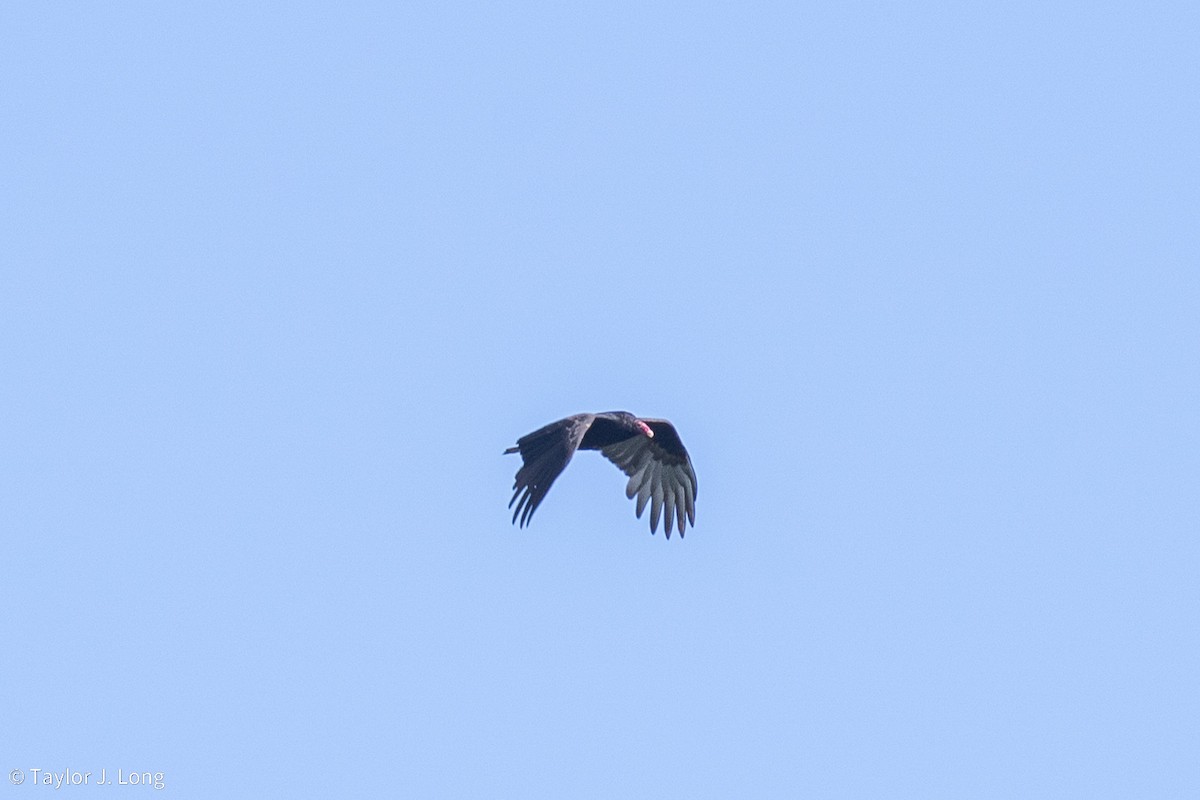 Aura Gallipavo - ML643209155
