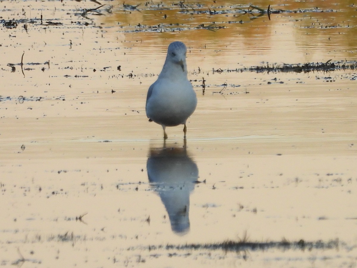 Ring-billed Gull - ML643209166