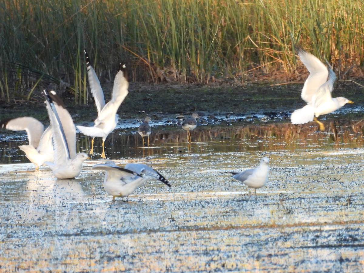 Ring-billed Gull - ML643209167