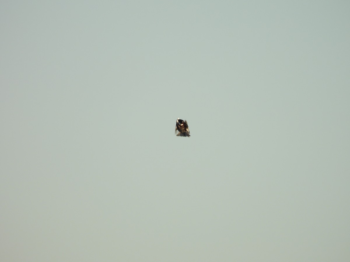 Belted Kingfisher - ML643209177