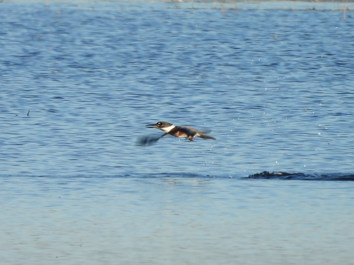 Belted Kingfisher - ML643209178