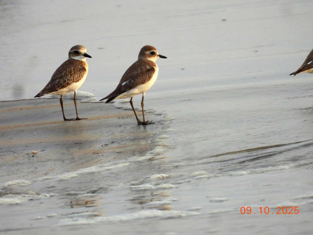 Greater Sand-Plover - ML643209192