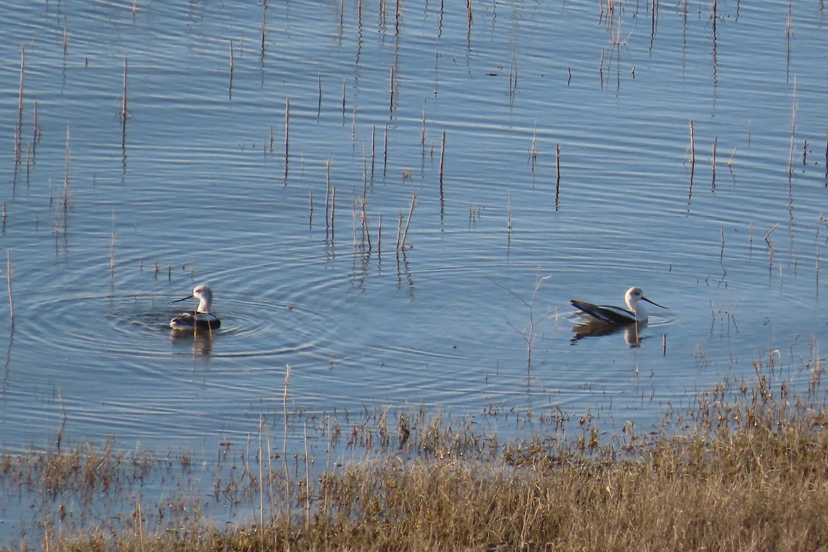 American Avocet - ML643209195