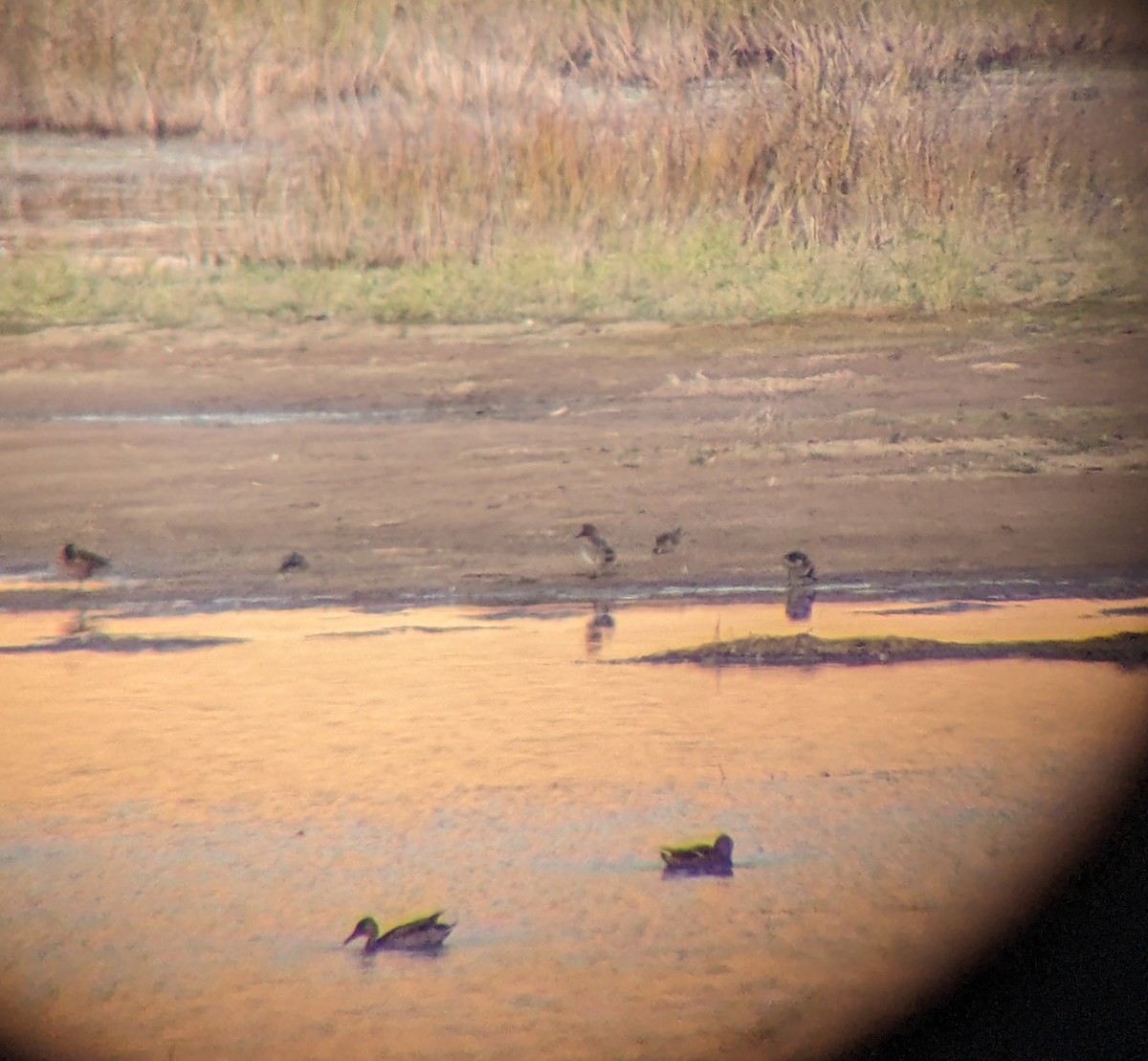 American Golden-Plover - ML643209196