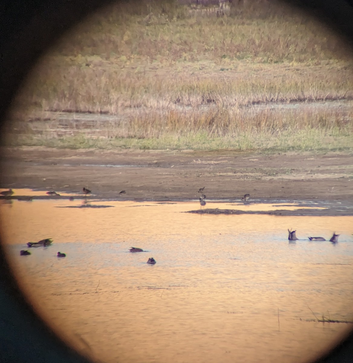 American Golden-Plover - ML643209197