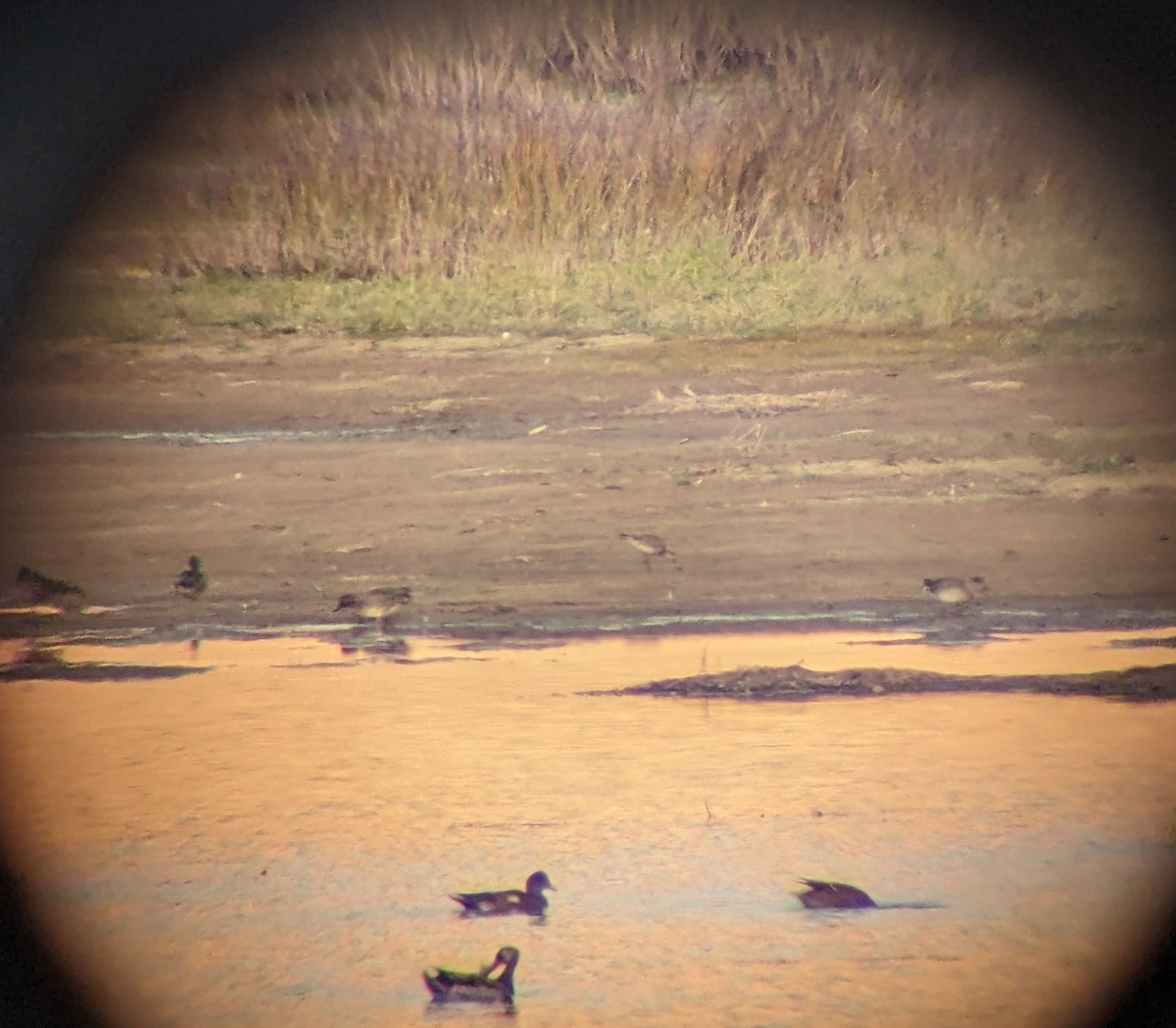 American Golden-Plover - ML643209198