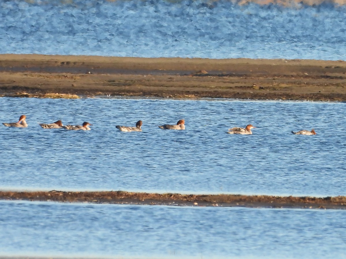 Common Merganser - ML643209199