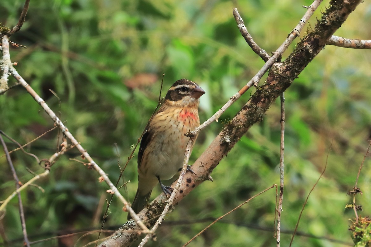 Rose-breasted Grosbeak - ML643209200