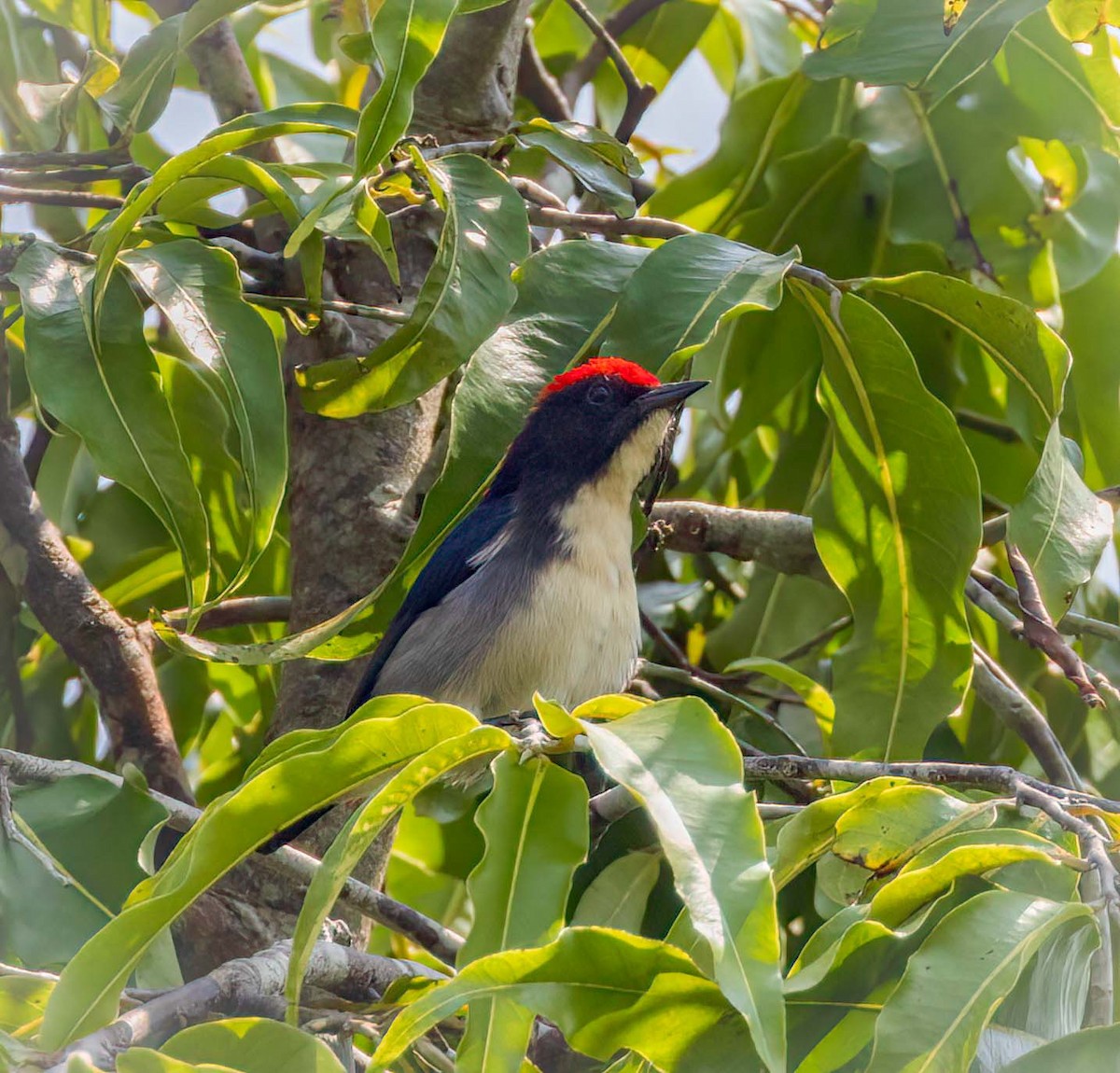 Scarlet-backed Flowerpecker - ML643209201