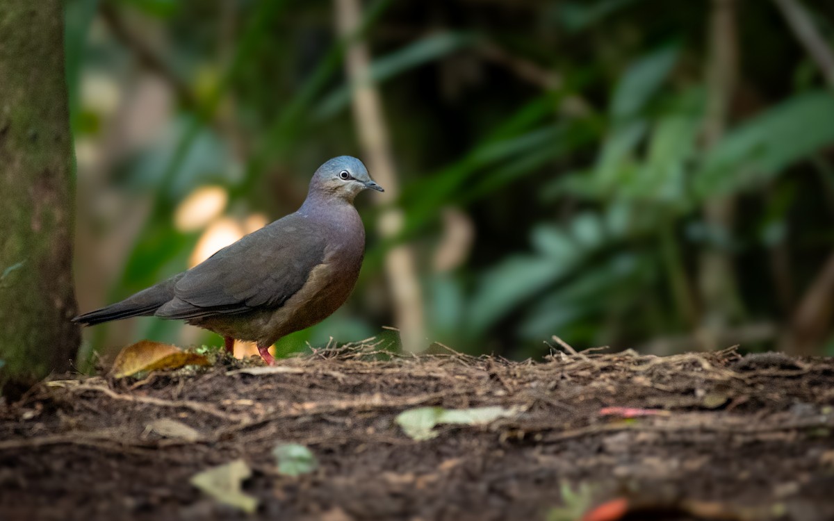Tolima Dove - ML643209202