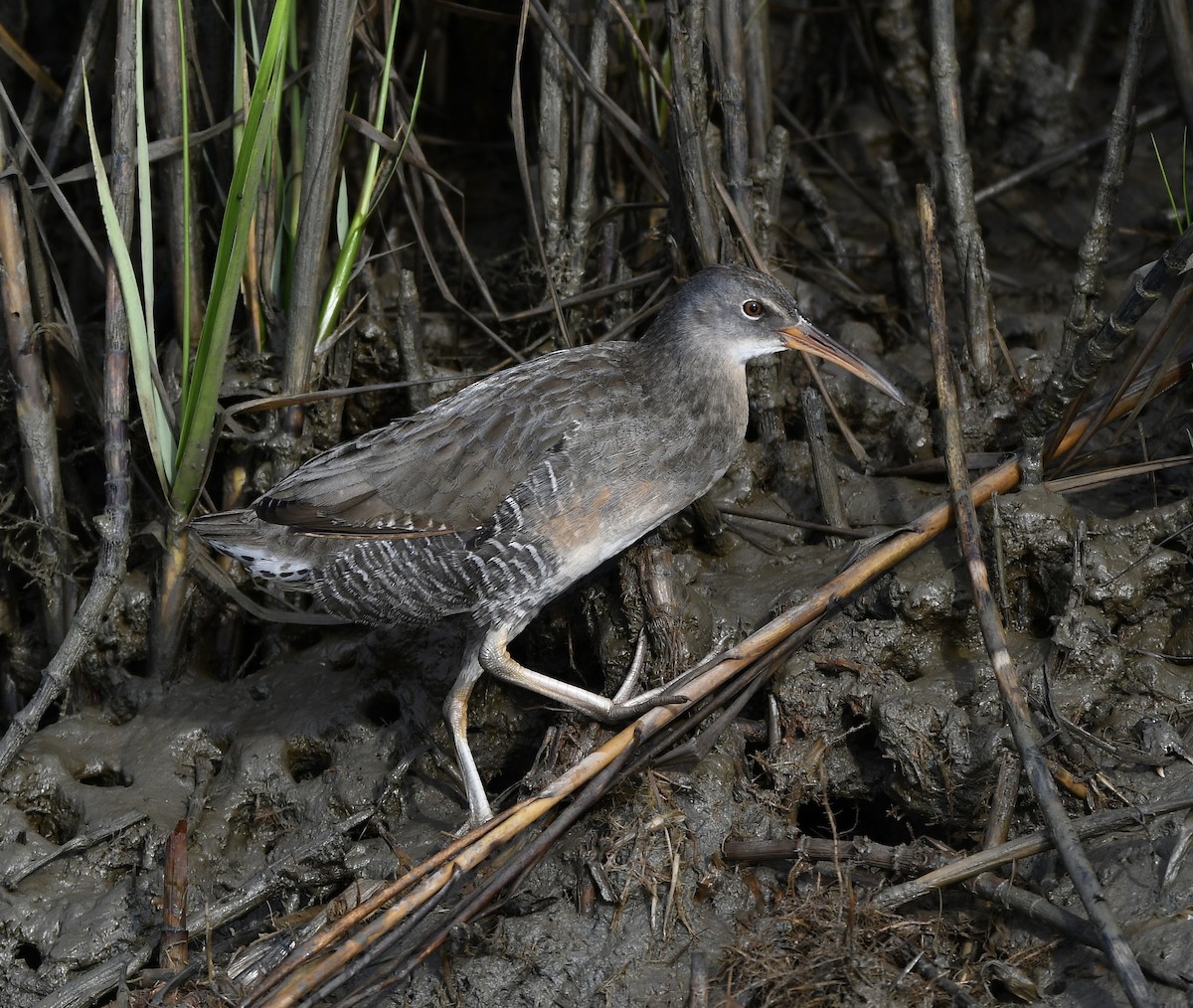Clapper Rail (Atlantic Coast) - ML643209203