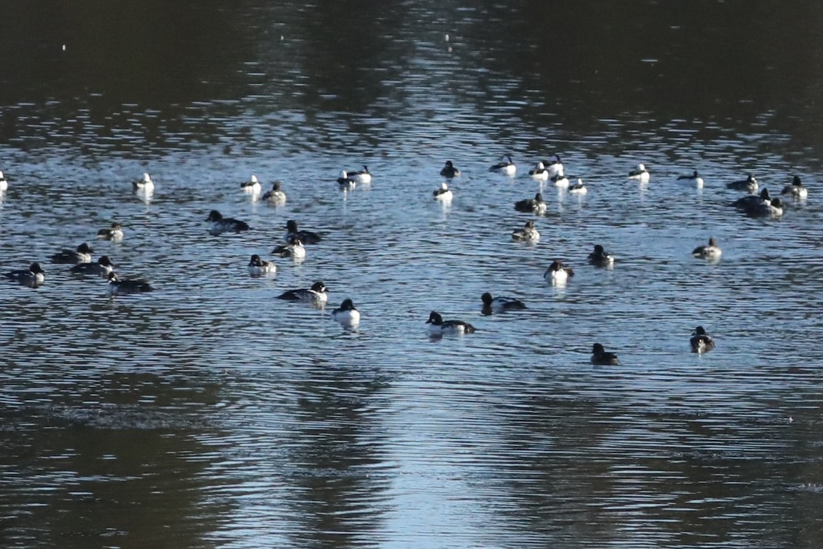 Bufflehead - ML643209204