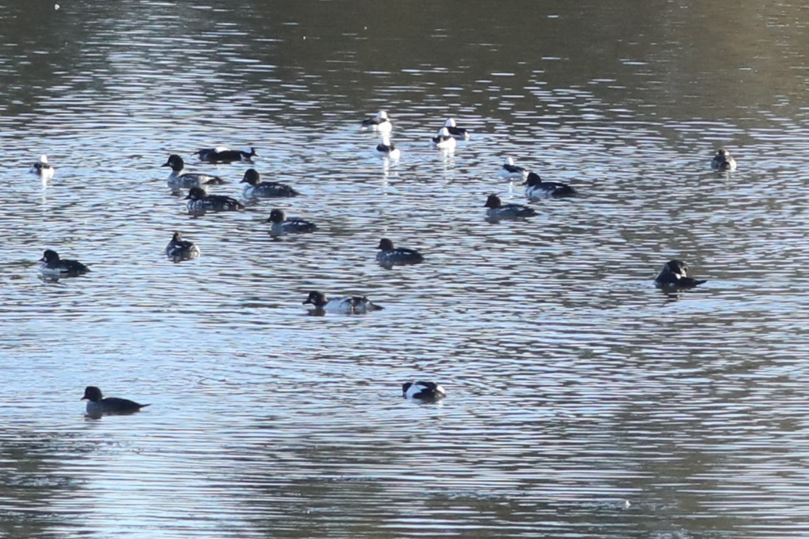 Bufflehead - ML643209205