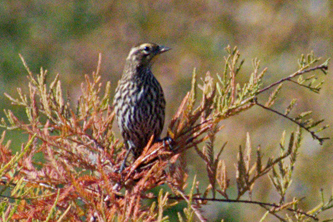 Savannah Sparrow - ML643209209