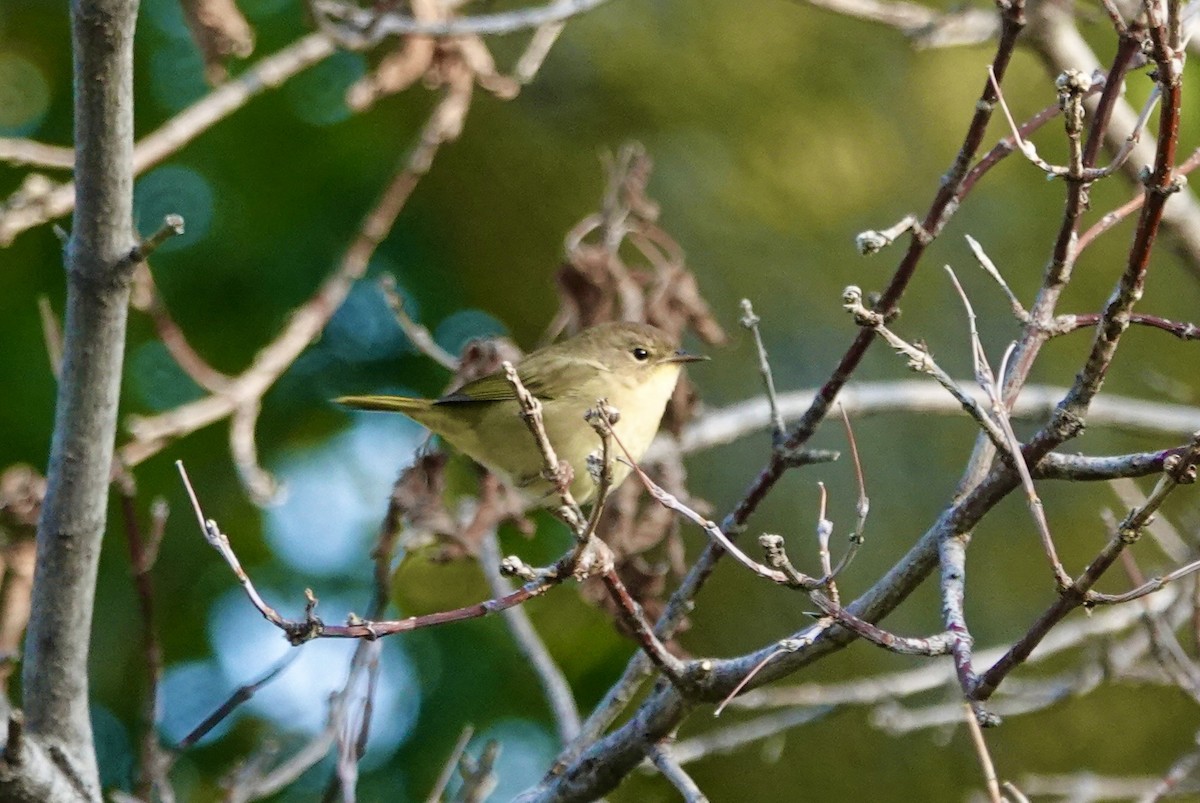 Tennessee Warbler - ML643209210